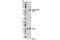 TNF Receptor Associated Factor 2 antibody, 13908S, Cell Signaling Technology, Western Blot image 