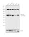 Nuclear Factor Kappa B Subunit 1 antibody, MA5-15860, Invitrogen Antibodies, Western Blot image 