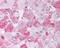 Caspase 4 antibody, 49-599, ProSci, Immunohistochemistry frozen image 