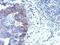 Zinc Finger Protein 598 antibody, PA5-31409, Invitrogen Antibodies, Immunohistochemistry paraffin image 