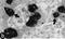 Peptide YY antibody, LS-C343848, Lifespan Biosciences, Immunohistochemistry frozen image 