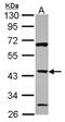 Zinc Finger Protein 2 antibody, NBP2-20973, Novus Biologicals, Western Blot image 