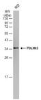 PDZ And LIM Domain 3 antibody, NBP2-19756, Novus Biologicals, Western Blot image 