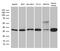 Syntaxin 3 antibody, M06217-1, Boster Biological Technology, Western Blot image 