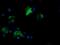 Fetal And Adult Testis Expressed 1 antibody, MA5-26077, Invitrogen Antibodies, Immunocytochemistry image 