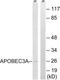 Apolipoprotein B MRNA Editing Enzyme Catalytic Subunit 3A antibody, LS-C120249, Lifespan Biosciences, Western Blot image 