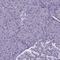 Transducin Beta Like 3 antibody, HPA042562, Atlas Antibodies, Immunohistochemistry frozen image 