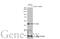 POU Class 5 Homeobox 1 antibody, GTX627419, GeneTex, Western Blot image 