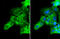 TANK Binding Kinase 1 antibody, GTX113057, GeneTex, Immunocytochemistry image 