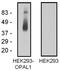 WW Domain Binding Protein 1 Like antibody, M14439, Boster Biological Technology, Western Blot image 