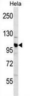 Cullin 1 antibody, AP51139PU-N, Origene, Western Blot image 