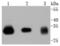 NFKB Inhibitor Alpha antibody, NBP2-67369, Novus Biologicals, Western Blot image 