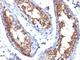 CD99 Molecule (Xg Blood Group) antibody, V2706IHC-7ML, NSJ Bioreagents, Immunohistochemistry frozen image 