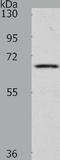 WW Domain Binding Protein 11 antibody, TA322327, Origene, Western Blot image 