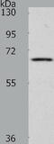 WW Domain Binding Protein 11 antibody, TA322327, Origene, Western Blot image 