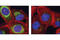 Dynamin 1 Like antibody, 3455S, Cell Signaling Technology, Immunofluorescence image 