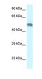 WD Repeat Containing, Antisense To TP73 antibody, orb324949, Biorbyt, Western Blot image 