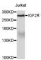 Insulin Like Growth Factor 2 Receptor antibody, STJ24144, St John