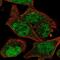 JNK1/MAPK8 Associated Membrane Protein antibody, NBP2-57393, Novus Biologicals, Immunofluorescence image 