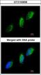 Tyrosine Kinase 2 antibody, GTX103938, GeneTex, Immunofluorescence image 