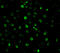 Interleukin 22 Receptor Subunit Alpha 1 antibody, A05705-1, Boster Biological Technology, Immunofluorescence image 