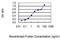 Nuclear Receptor Subfamily 4 Group A Member 2 antibody, H00004929-M08, Novus Biologicals, Enzyme Linked Immunosorbent Assay image 