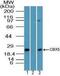 Chromobox 5 antibody, PA5-23358, Invitrogen Antibodies, Western Blot image 