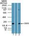 Chromobox 5 antibody, PA5-23358, Invitrogen Antibodies, Western Blot image 