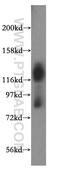 Solute Carrier Family 3 Member 2 antibody, 15193-1-AP, Proteintech Group, Western Blot image 