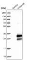 BMERB Domain Containing 1 antibody, PA5-59432, Invitrogen Antibodies, Western Blot image 