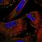 Pericentrin antibody, NBP2-58501, Novus Biologicals, Immunofluorescence image 