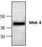 Wnt Family Member 4 antibody, GTX59916, GeneTex, Western Blot image 