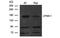 CD49D antibody, MBS837390, MyBioSource, Western Blot image 