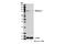 Mitofusin 1 antibody, 14739S, Cell Signaling Technology, Western Blot image 