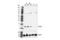 NADH-ubiquinone oxidoreductase chain 3 antibody, 45859S, Cell Signaling Technology, Western Blot image 