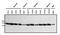 Nucleophosmin 1 antibody, PA1-029, Invitrogen Antibodies, Western Blot image 