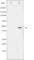 E2F-1 antibody, abx011768, Abbexa, Western Blot image 