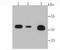 Annexin A2 antibody, A00868, Boster Biological Technology, Western Blot image 