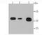 Annexin-2 antibody, A00868, Boster Biological Technology, Western Blot image 