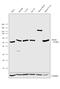 Mixed Lineage Kinase Domain Like Pseudokinase antibody, PA5-43960, Invitrogen Antibodies, Western Blot image 