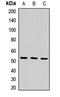 SAMM50 Sorting And Assembly Machinery Component antibody, orb412182, Biorbyt, Western Blot image 