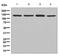 NEDD4 Like E3 Ubiquitin Protein Ligase antibody, ab131167, Abcam, Western Blot image 