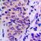 BCL2 Associated Agonist Of Cell Death antibody, orb235037, Biorbyt, Immunohistochemistry paraffin image 