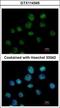 Cleavage Stimulation Factor Subunit 1 antibody, GTX114345, GeneTex, Immunocytochemistry image 