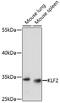 Kruppel Like Factor 2 antibody, 16-624, ProSci, Western Blot image 