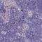 ArfGAP With SH3 Domain, Ankyrin Repeat And PH Domain 3 antibody, NBP2-48550, Novus Biologicals, Immunohistochemistry frozen image 