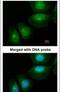 S100 Calcium Binding Protein A11 antibody, PA5-21330, Invitrogen Antibodies, Immunofluorescence image 