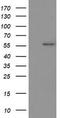 p53 antibody, TA503033S, Origene, Western Blot image 