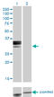 Hemopexin antibody, LS-C197456, Lifespan Biosciences, Western Blot image 