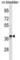 Crystallin Mu antibody, abx031205, Abbexa, Western Blot image 